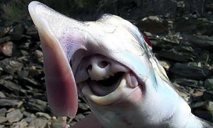 Phát hiện sinh vật biển có hình thù kỳ dị