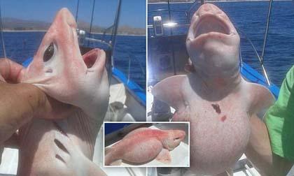 Bắt được loài cá có hình thù kỳ lạ như ngoài hành tinh