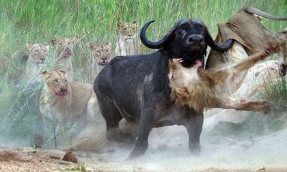 Trâu rừng húc bay sư tử vì trả thù cho đồng loại
