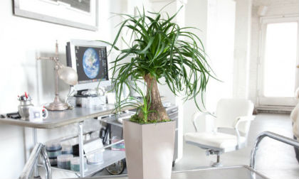 Những loại cây cảnh trong nhà có thể sống mà không cần nước