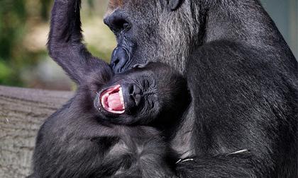 Những khoảnh khắc cười 'tỏa nắng' của động vật siêu đáng yêu