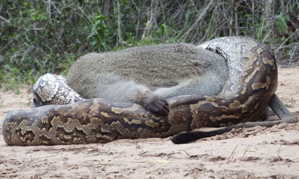 Trăn khổng lồ nuốt chửng khỉ lớn