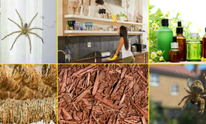 Những bí kíp đuổi nhện cực đơn giản và không dùng hóa chất