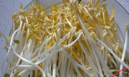 Mẹo phân biệt giá đỗ sạch với giá đỗ có chất kích thích tăng trưởng