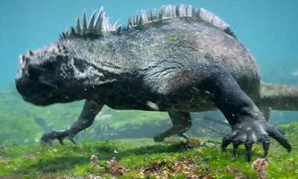 Phát hiện quái vật biển ở quần đảo Galapagos