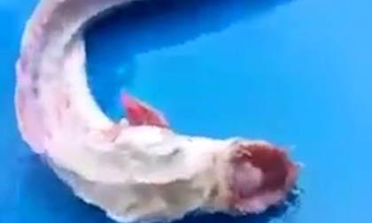 Ngư dân Thái Lan bắt được sinh vật lạ dưới biển