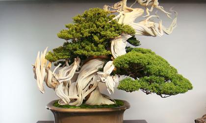 Những mẫu bonsai đẹp ngất ngây khiến bạn không thể rời mắt