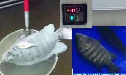 Cá rô phi đông cứng âm 35 độ vẫn bơi lội tung tăng