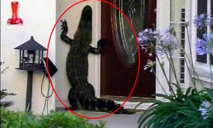 Cá sấu mò vào tận nhà dân và 'bấm chuông' cửa