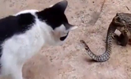 Cóc 'ăn tươi nuốt sống' rắn, mèo bị choáng