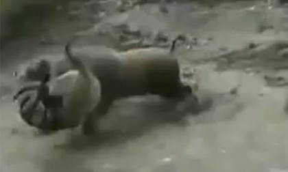 Lợn rừng mất nanh đại chiến 3 con chó pitbull hung dữ