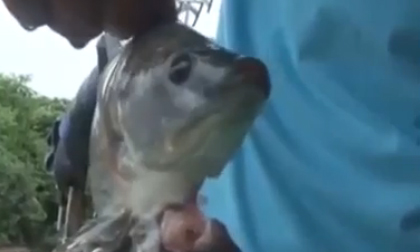 Cá rô phi 2 đầu cực hiếm xuất hiện tại Trung Quốc