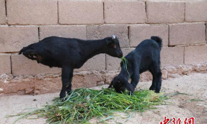 Dê đen chỉ có hai chân vẫn đi lại như bình thường