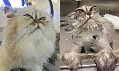 Cười 'té ghế' với loạt ảnh động vật trước và sau khi tắm