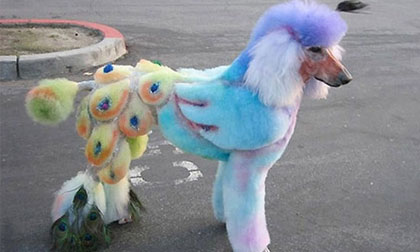 Thích thú với chùm ảnh chó 'hóa công' siêu xinh