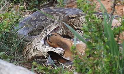 Linh dương mẹ bất lực nhìn con bị trăn khổng lồ nuốt chửng