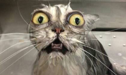 Cười ngất với những khoảnh khắc đáng yêu khi động vật sợ hãi