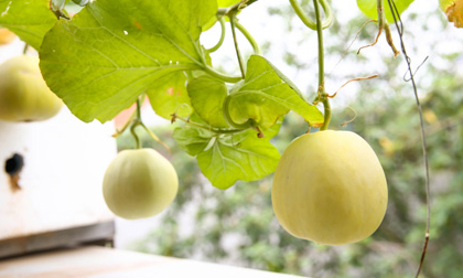 Dưa lê và những lợi ích sức khỏe