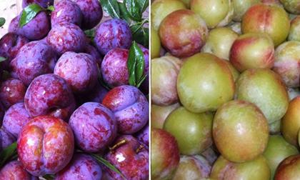 Cách nhận biết để tránh mua nhầm mận Trung Quốc 