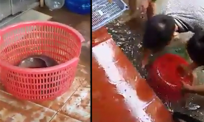 Bắt cá trê gần 3kg trên phố Hà Nội sau trận mưa lớn