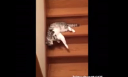 Không từ nào mô tả chính xác được 'độ lười' của chú mèo này