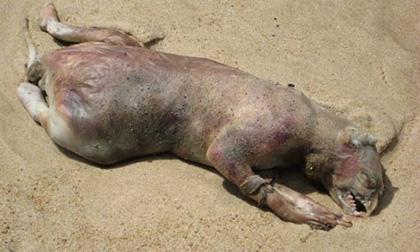 Loạt xác động vật khổng lồ dạt vào bờ biển đầy bí ẩn