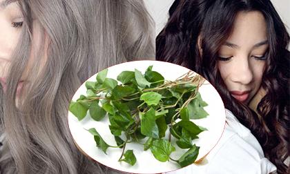 'Hô biến' tóc bạc thành tóc đen khi ăn rau diếp cá