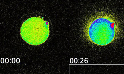 Lần đầu tiên quan sát trực tiếp thời khắc trứng thụ tinh với tinh trùng