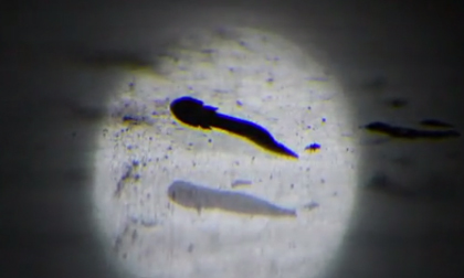 Trứng 'rồng non' quý hiếm nở trong hang động sau một thập kỷ chờ đợi