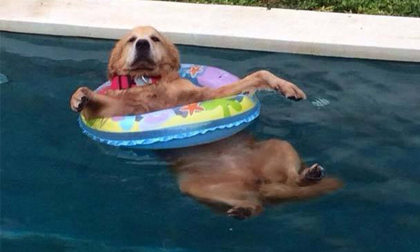 Phì cười với muôn kiểu chống nóng 'bá đạo' của cún cưng