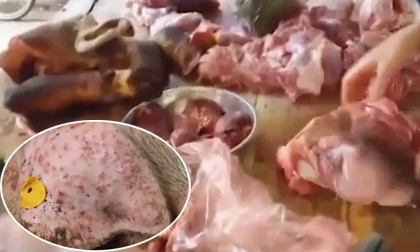 Phù phép lợn ghẻ thành lợn mán, xuất bán về chợ Hà Nội