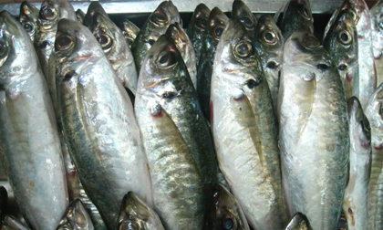 Phát hiện chất phenol cực độc, tuyệt đối cấm trong lô 70 tấn cá nục đông lạnh