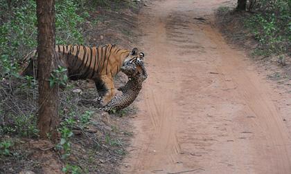 Hổ rừng ăn thịt báo đốm sau trận chiến sinh tử