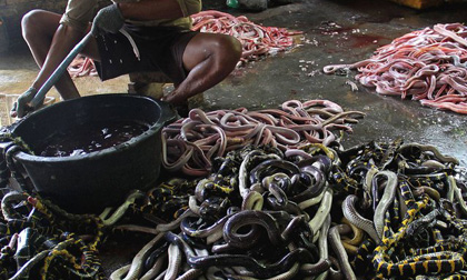 Cận cảnh xưởng xẻ thịt, lột da rắn để làm 'hàng hiệu' ở Indonesia