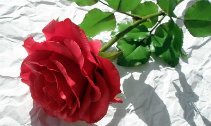 Bạn nghĩ đó là bông hoa hồng bình thường... thực tế thì không phải