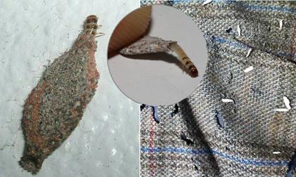 Ngài vải - côn trùng chuyên làm hỏng quần áo mà nhà nào cũng có