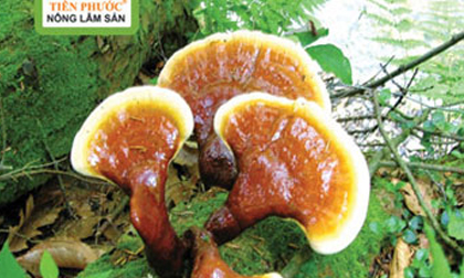 Khống chế ung thư gan thành công trong 6 tháng