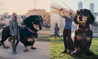Sự thật ngỡ ngàng về chú chó Dachshund khổng lồ