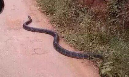 Rắn hổ mang chúa dài 4 m bò giữa đường ở Quảng Ninh