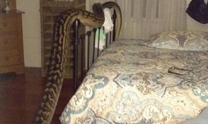 Giật mình tỉnh ngủ phát hiện trăn dài gần 5m bò trên giường