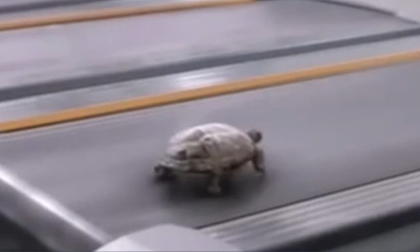 'Chậm như rùa' - Sự thật khiến bạn 'ngã ngửa'