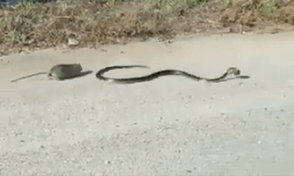 Chuột mẹ liều mạng cứu chuột con trên miệng rắn dữ