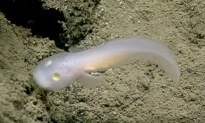 Bí ẩn loài cá 'ma' như ngoài hành tinh ở độ sâu 2500 mét