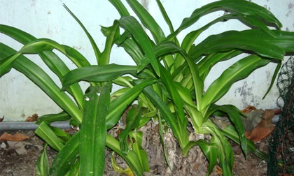 Cây trinh nữ hoàng cung chữa: U ở vú, cổ, viêm họng, viêm loét dạ dày, tá tràng