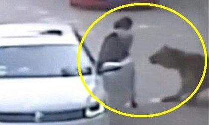 Bị hổ lớn vồ chết tại chỗ khi đi chơi công viên hoang dã