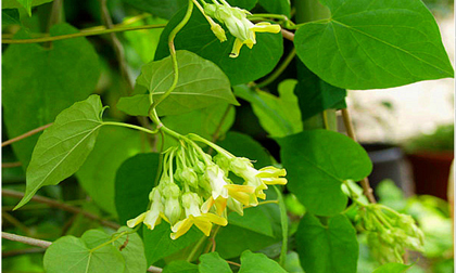 Thiên lý điều trị trĩ khỏi chỉ trong 3 ngày