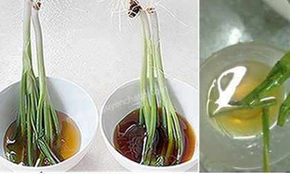 Phân biệt mật ong thật hay giả chỉ với cọng hành