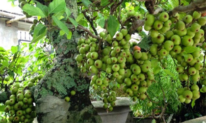 Bí quyết chữa quai bị cho con chỉ 5 ngày không cần kiêng cữ