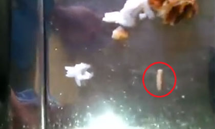 Giòi chui ra từ miếng cá chiên xù bò lổm ngổm trong bữa ăn của công nhân