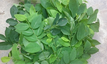 Những trường hợp tuyệt đối không ăn rau ngót, rau dền, rau má